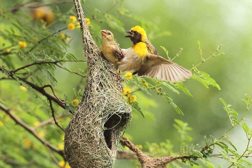 The Act of Mating: How Birds Reproduce