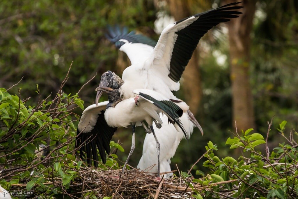 How Do Birds Connect and Procreate? From Intimation to Nest Building