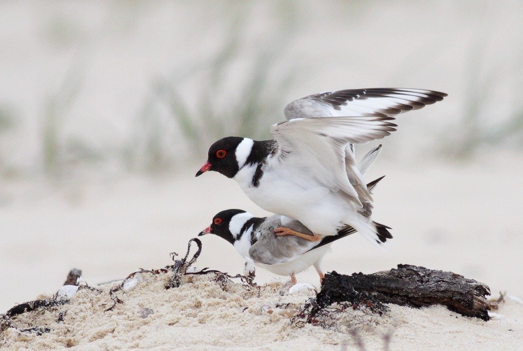 Domesticated Birds: Mating Behaviors and Challenges