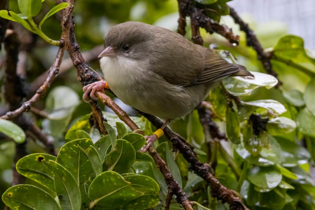 Akikiki and Akohekohe - Endangered Hawaiian Finches