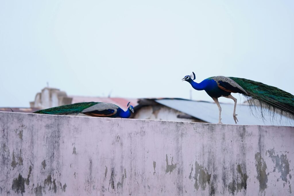 How Come Peacocks Disperse Their Feathers?