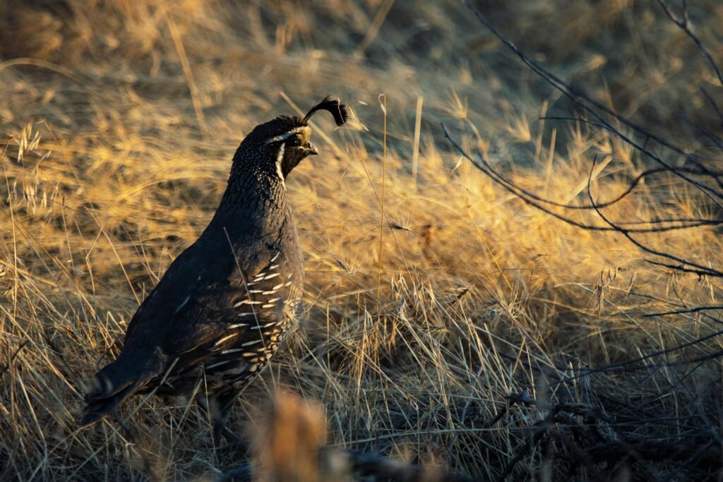  Quail Bird