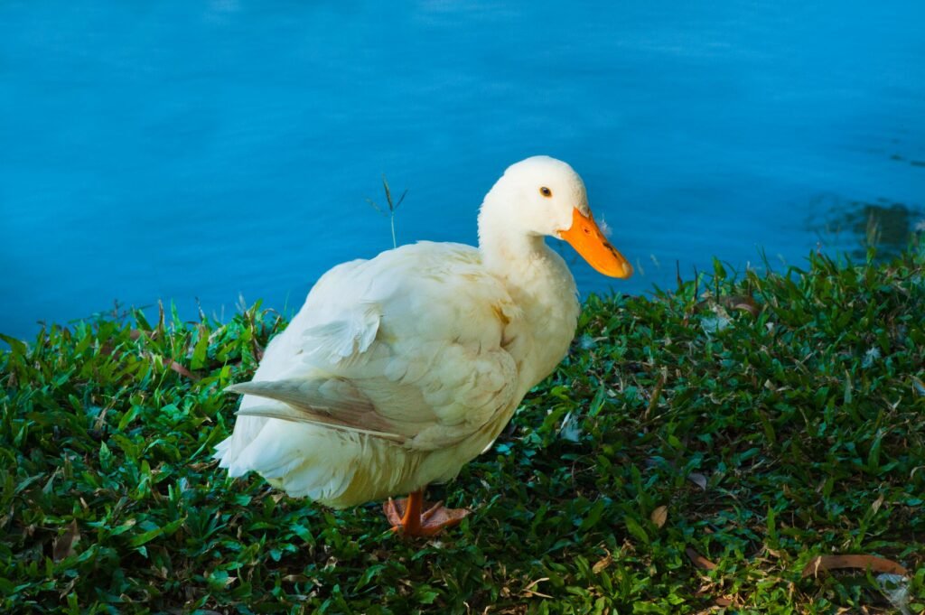 duck