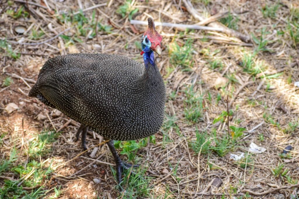  Guineafowl