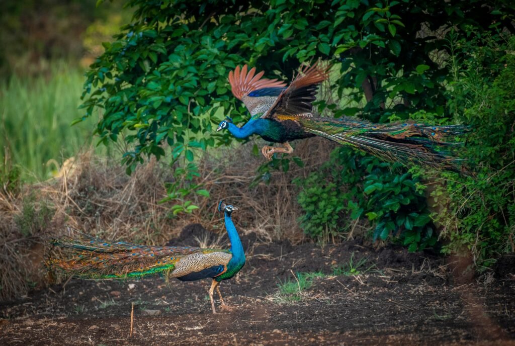 How Come Peacocks Disperse Their Feathers?